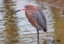 Egretta rufescens